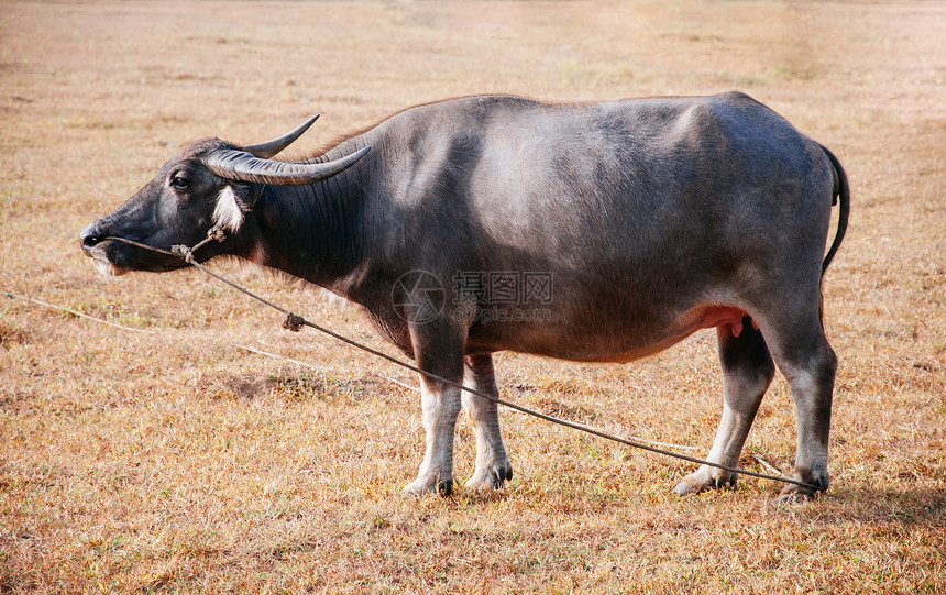 当地泰国水牛或bualsalis图片