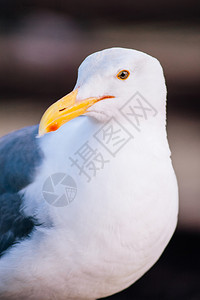 白色和灰色鸟39SanFrciso号码头普通海鸟背景