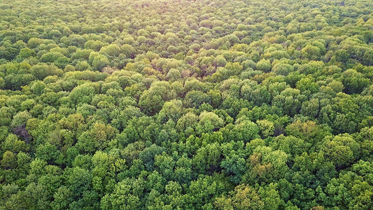 日落时的无穷森林全景自然背无人机照片绿色无尽森林的全景图片