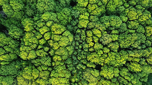 空中观察茂盛的的树木图片