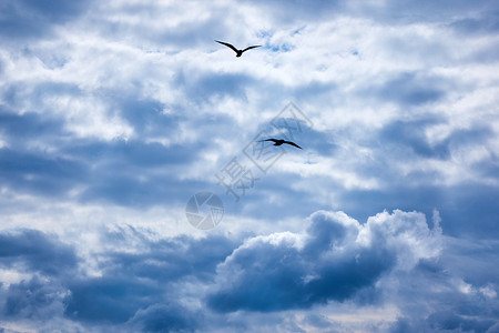 飞机外面的蓝天白云和鸟背景图片