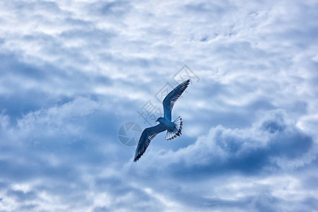 天空中的海鸥飞翔图片