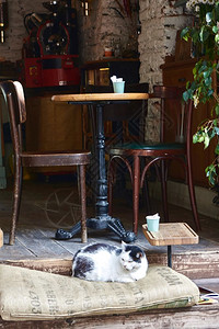 这只猫坐在一家咖啡馆附近高清图片