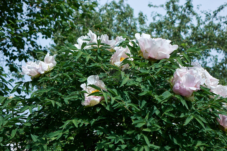 花园里的花朵灌木丛图片