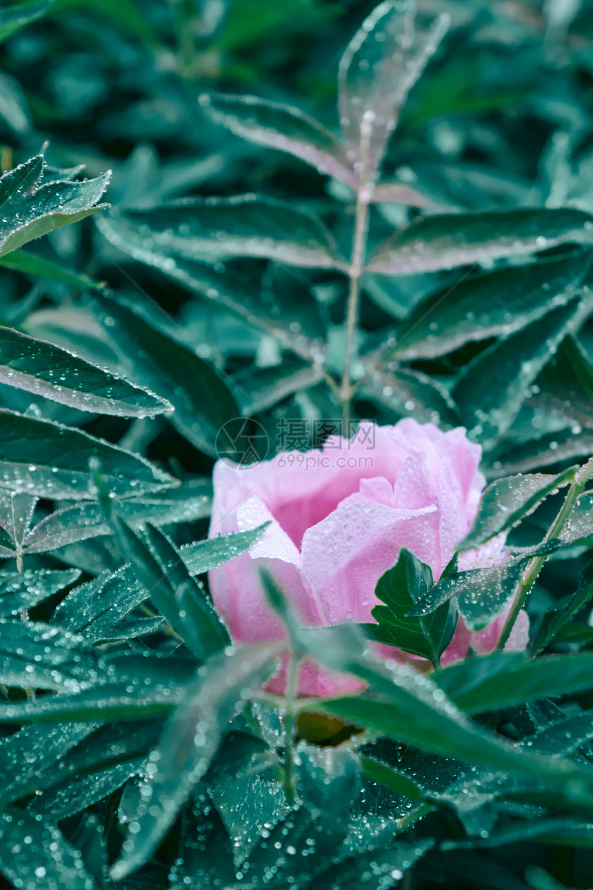 植物园的美丽花朵图片