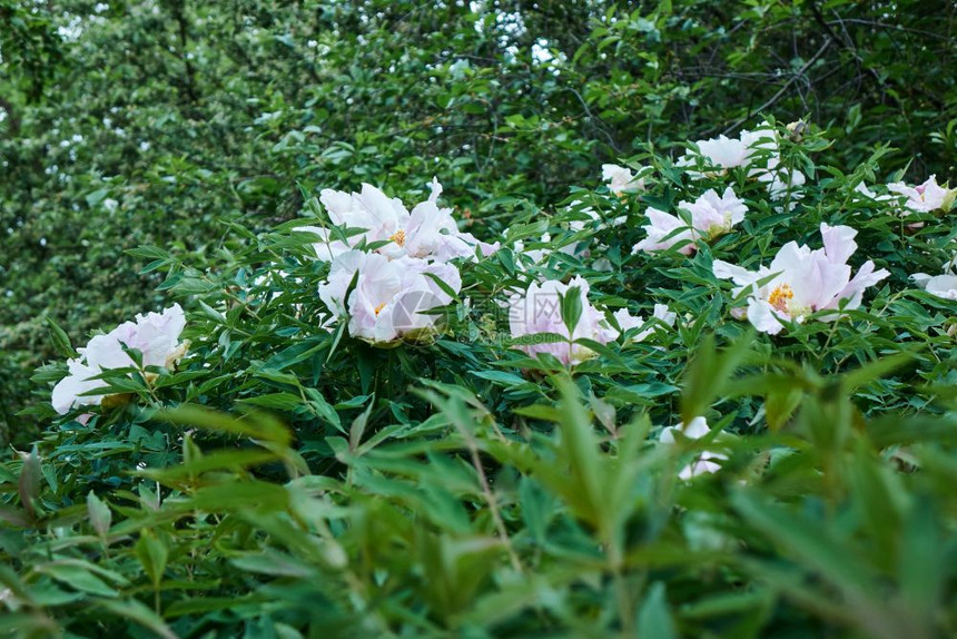 白色花朵在灌木丛中图片