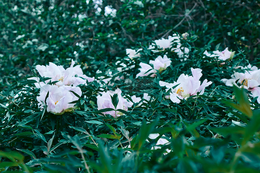 白色花朵在灌木丛中图片