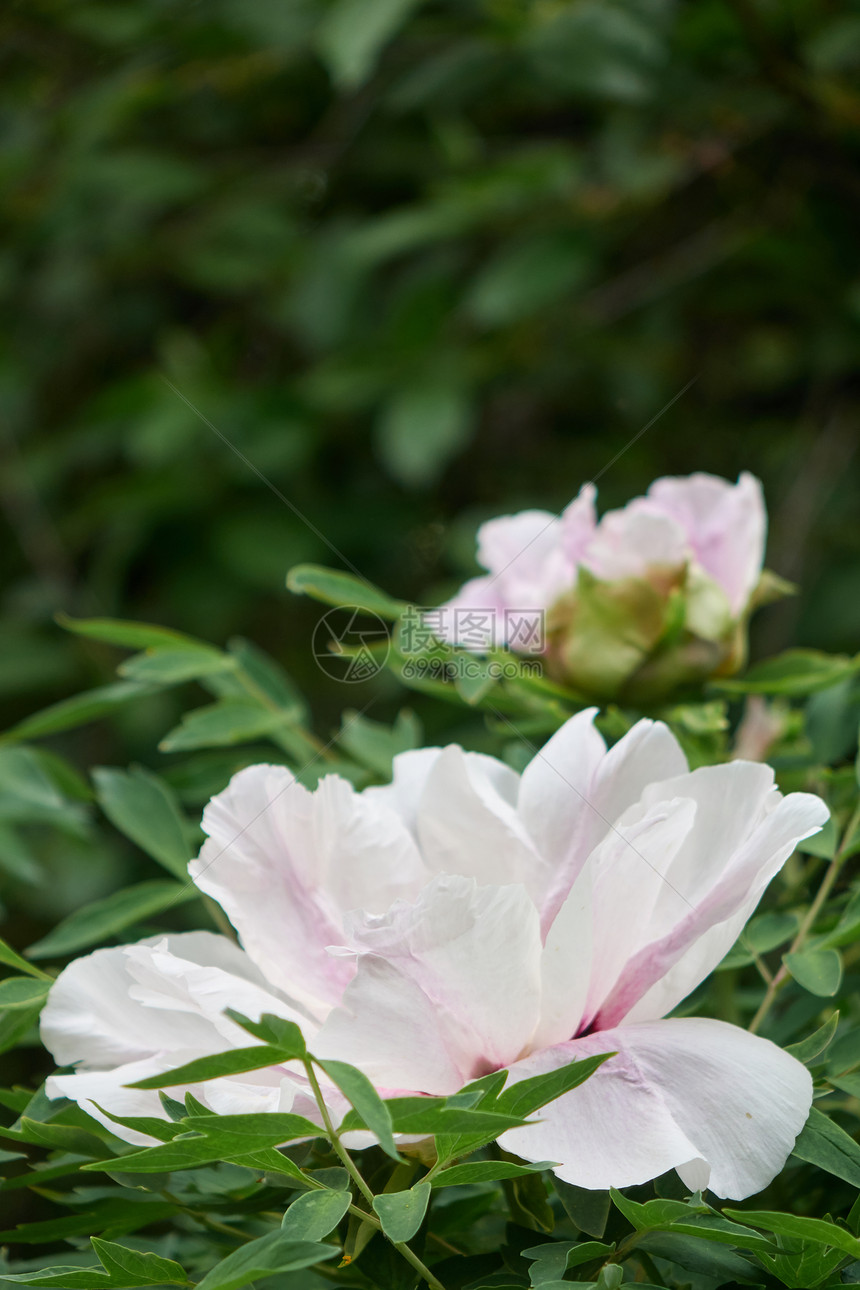 白色花朵在灌木丛中图片