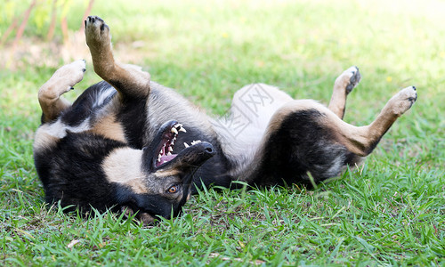 黑色是狗躺在草地上撒娇背景图片