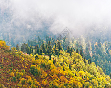 山坡上美丽的秋林图片
