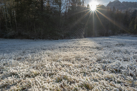 迷人的冬季风景雪地和霜冻的草上有阳光照耀草地上有森林环绕着图片