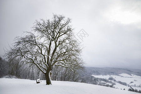 冬天的风景与一棵无叶大树在山顶上周围是雪在高空下靠近斯瓦比什大厅德国图片