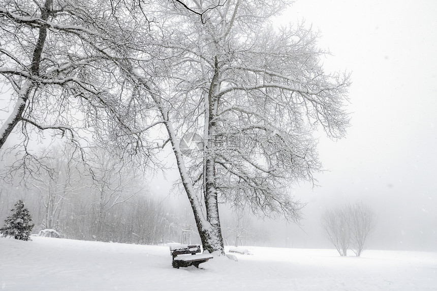 冬天的风景是雪花落在空旷的公园无叶树木凳和厚的雪层上图片