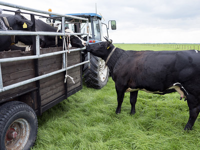 农用卡车从草地把奶牛装车准备出发图片