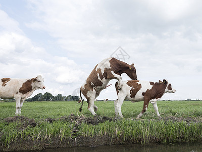 年轻的红牛和白公在内地草上骑牛图片