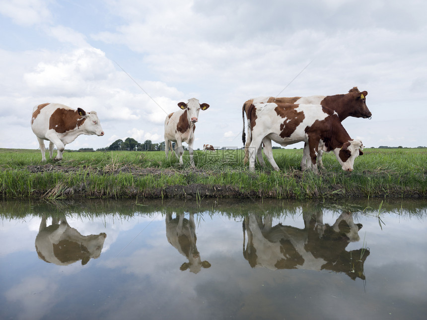 绿草地的年轻红奶牛和白群反映于内地的荷兰河水中图片