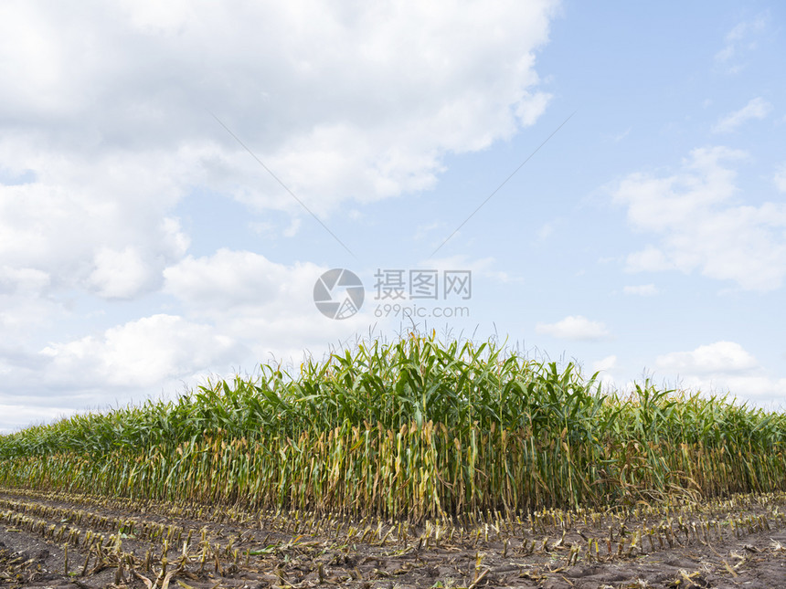 在青蓝天空和白云下收获时的玉米田和白云图片