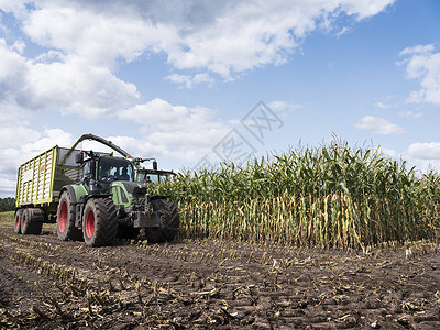 在蓝天下内地收获时玉米作物在拖拉机后面的装上车背景图片
