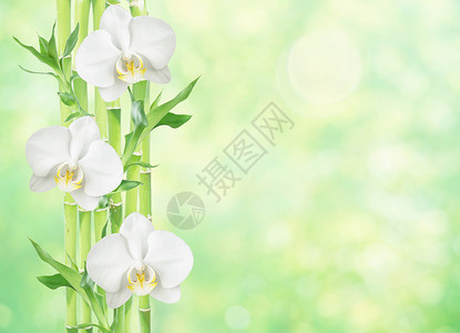 几片幸运竹子dracensderi绿色叶三朵白兰花天然黄绿有复制空间图片