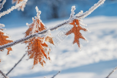 在寒冷的清雪背景下图片