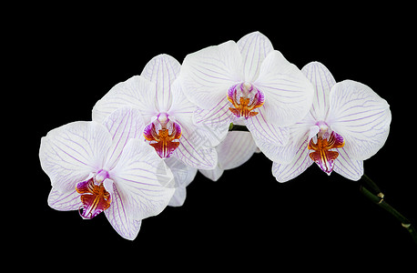 白色兰花枝的朵有紫色条纹紧贴在黑色背景上隔离图片