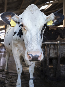 黑白荷尔斯坦奶牛近视图图片