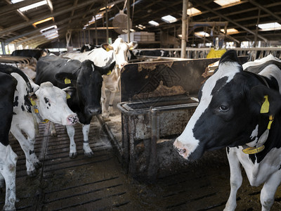 在农场谷仓里的荷尔斯坦奶牛图片