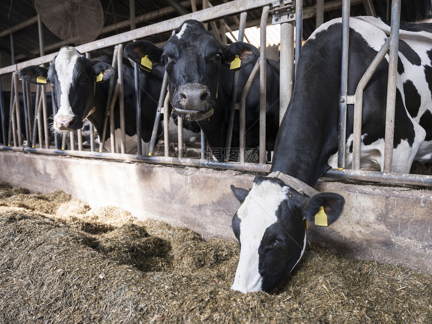 黑白荷尔斯坦奶牛在兰河内杜查农场的谷仓里喂养图片