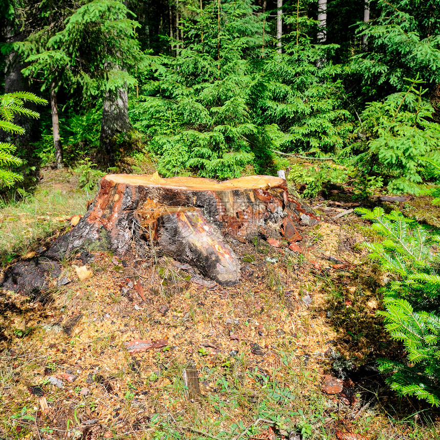 一棵古老的树桩在一棵阴森的林里在地的森里年轻木生长着图片