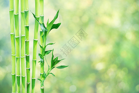 漂亮绿色竹子叶几片幸运竹子dracensderi绿叶天然背景复制空间背景