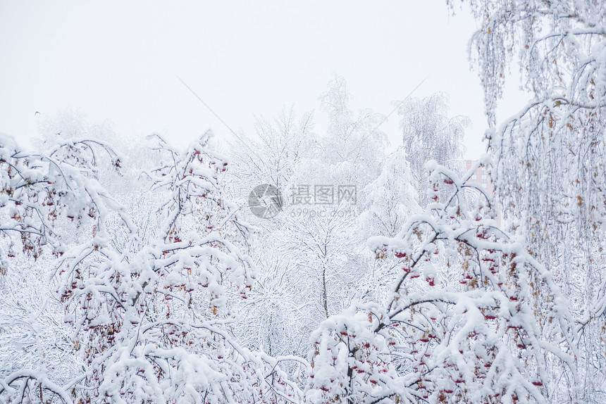 在冬季公园的树上满是白毛雪图片