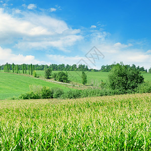 绿地有玉米蓝云天空农业景观图片