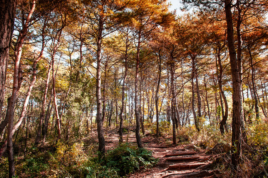 黄昏下的自然的秋天松林图片