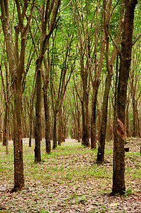 橡胶树种植园景象图片