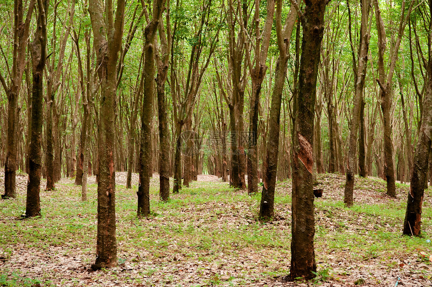 橡胶树种植园景象图片