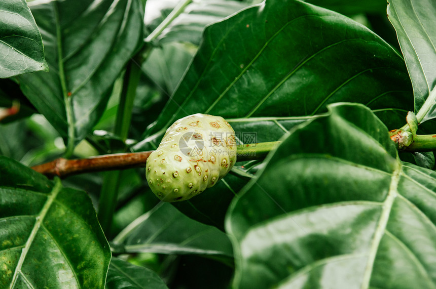 菜园绿色树枝上的果子或奶酪草药外来热带水果图片