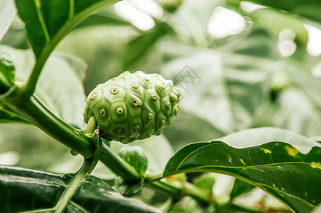 诺丽果菜园绿色树枝上的果子或奶酪草药外来热带水果背景