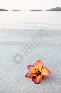 热带白沙滩上美丽的红黄脚色树花或印度郁金香图片