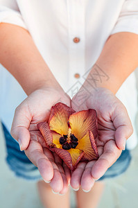 美丽的红黄脚色树花或印度郁金香在女手中紧地拍下图片