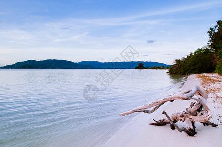 白漂的死树和平koh泥滩和热带小岛靠近泰国河畔的kohsamui岛图片