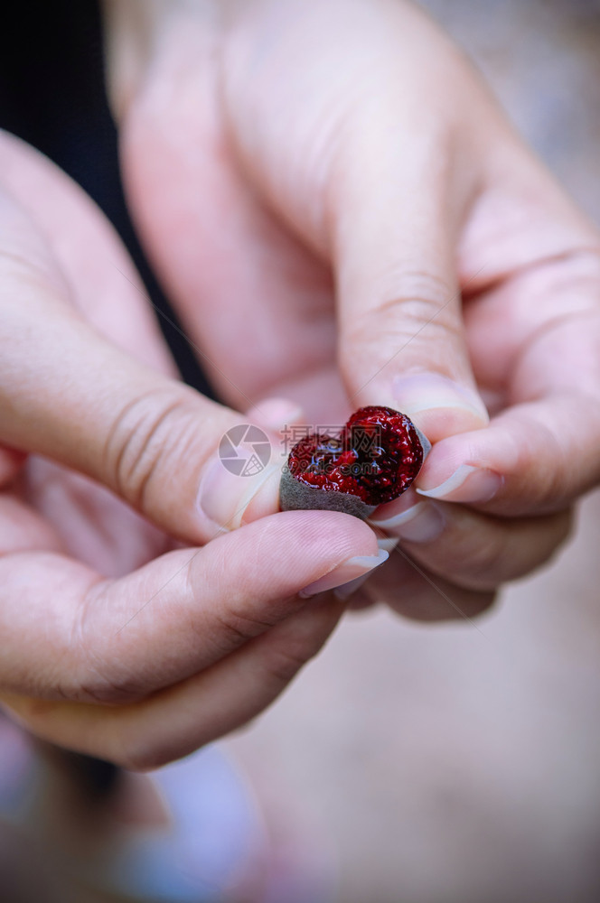 黑的蜜雪山鹅莓玫瑰神仙下垂的花朵亚人手里的野生果子近镜头图片