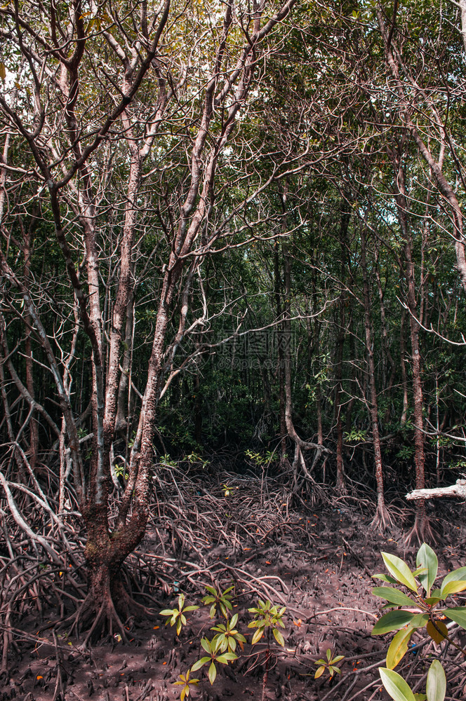 夏季在Samui岛附近热带岛屿森林树根复合塔伊兰热带岛屿森林图片