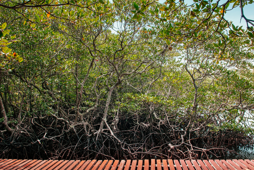 夏季在Samui岛附近热带岛屿森林树根复合塔伊兰热带岛屿森林图片