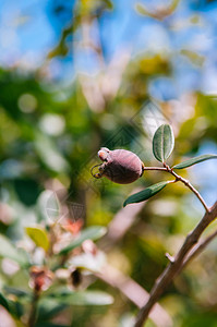 黑的蜜雪山鹅莓玫瑰花朵下落的树上野生的果子近距离拍摄图片