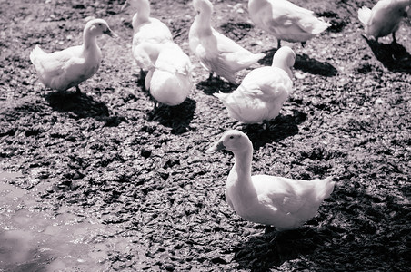 在泰国农村有机自由牧场农湿泥地上的一群白色鸭子背景图片