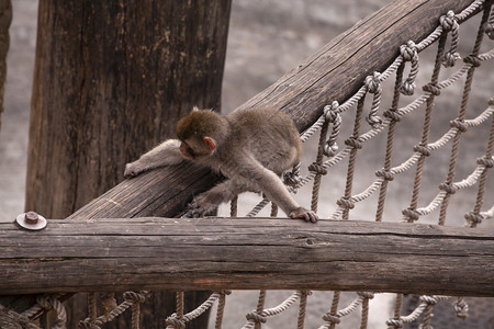 有趣的猴子住在游乐园动物的有趣猴子图片