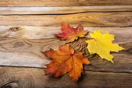 带秋色符号的黄和橙树叶的问候背景复制空间图片