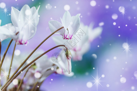 野生骑雪人或高山紫罗兰的白花紧贴蓝天图片