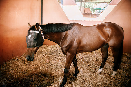 坐在干草上谷仓里的美丽棕色马匹图片