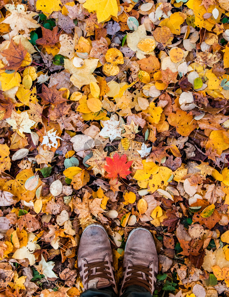 和秋天的树叶在地面上图片